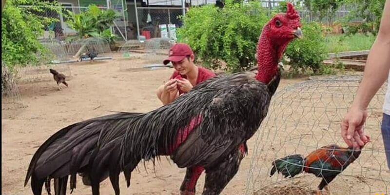 Vảy Khai Hậu 999bet - Bí Ẩn Đằng Sau Chiến Kê Mạnh Nhất Gà đá đòn độc 999bet sử dụng sức mạnh để chiến thắng