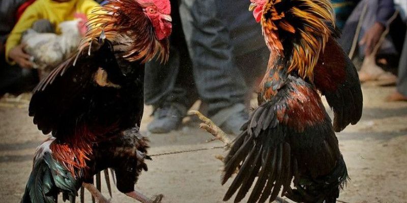 Gà Đá Đòn Độc 999bet – Chiến Kê Thép, Sát Thủ Sàn Đấu! Nên duy trì tập luyện đều đặn kết hợp với chế độ dinh dưỡng