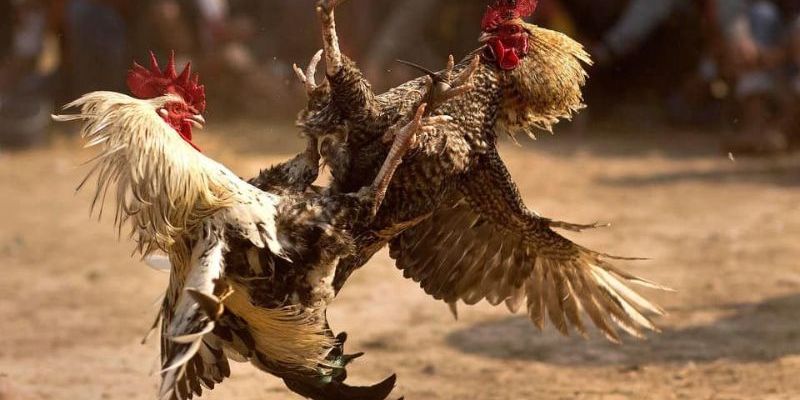 Gà Đá Đòn Độc 999bet – Chiến Kê Thép, Sát Thủ Sàn Đấu! Sức mạnh của chiến kê tuỳ vào người huấn luyện